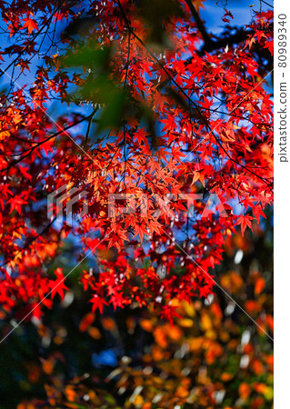 Kenrokuen Kenrokuen 80989340