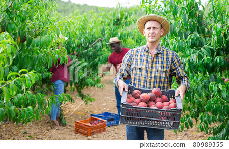 Man with crate of peaches 80989355
