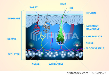 Anatomy of the skin and the layers and elements that compose it. 80989523