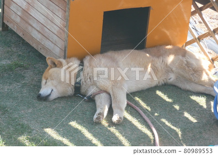 打盹的柴犬 打盹的柴犬 80989553