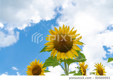 適合藍天的向日葵 80989991