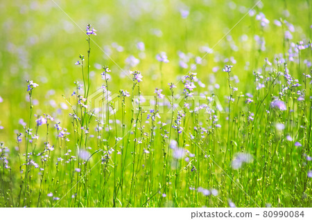 Blue toadflax flowers 80990084