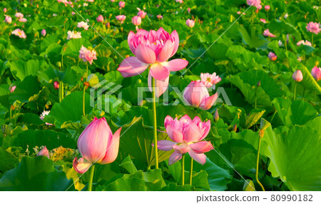 以神秘之美讓人著迷的“胡斯花” 以神秘之美讓人著迷的“胡斯花” 80990182