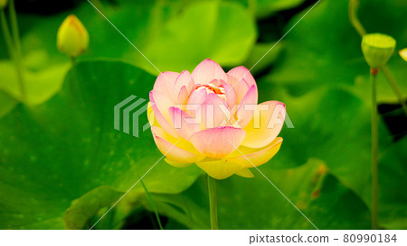 "Hus flower" that fascinates people with mysterious beauty "Hus flower" that fascinates people with mysterious beauty 80990184