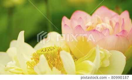 "Hus flower" that fascinates people with mysterious beauty 80990187
