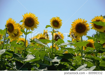 sunflower sunflower 80990332