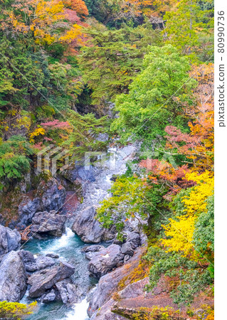 [Okutama, Tokyo] Autumn leaves in Hatonosu Canyon 80990736
