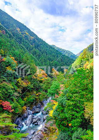 [東京都奧多摩] Hatonosu山谷的紅葉 80990737