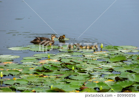 kalgamo的父母和孩子 80990856