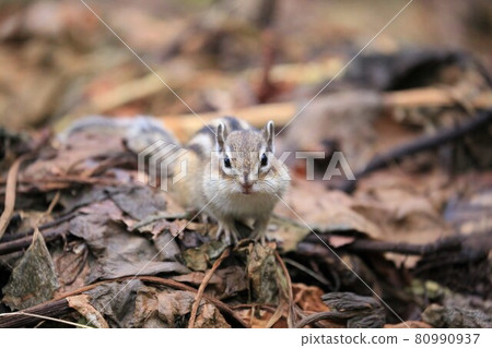 Chipmunk 80990937