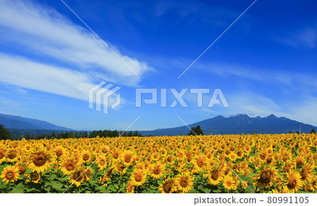 Sunflower Festival in Akeno, Hokuto City Sunflower Festival in Akeno, Hokuto City 80991105