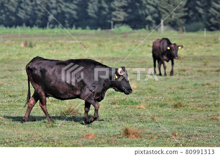 Japanese beef Japanese beef 80991313