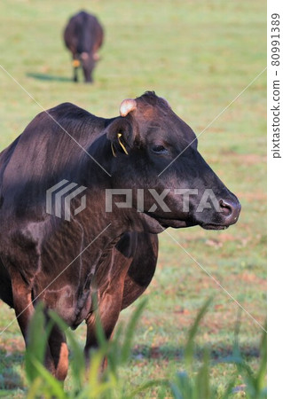 Japanese beef 80991389