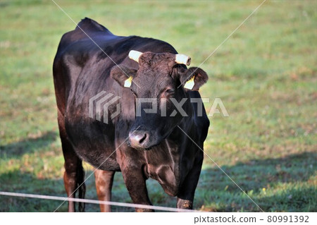 Japanese beef Japanese beef 80991392