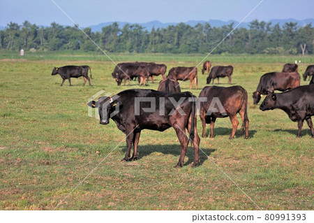 Japanese beef Japanese beef 80991393