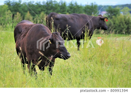 Japanese beef Japanese beef 80991394
