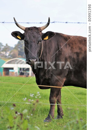 Japanese beef Japanese beef 80991398