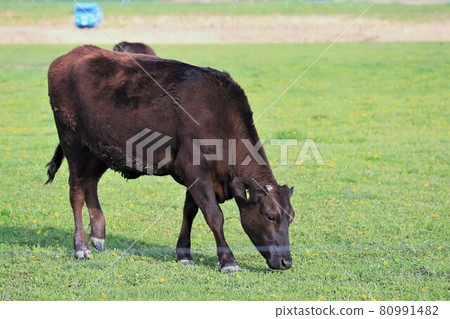 Japanese beef Japanese beef 80991482