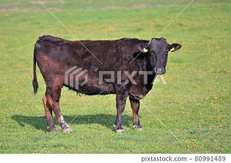 日本牛肉 80991489
