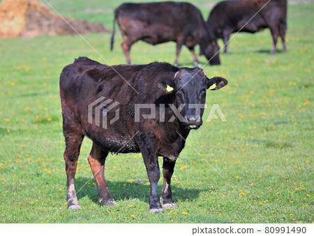 Japanese beef Japanese beef 80991490