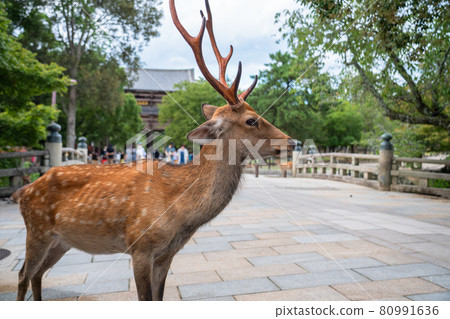 《Nara Prefecture》 The approach to Todaiji Temple, a deer in Nara Park 80991636