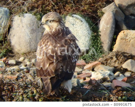 在梅田川的河床上,向喧鬧的方向轉動的禿鷹 在梅田川的河床上,向喧鬧的方向轉動的禿鷹 80991675