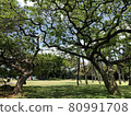 夏威夷街公園 80991708