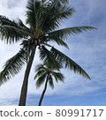 夏威夷街 80991717