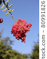 Pink hanging flowers 80991826