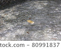 Leaves floating on the shaded water 80991837