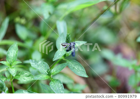 呼喚幸福的藍色蜜蜂 琉璃門蜜蜂 80991979