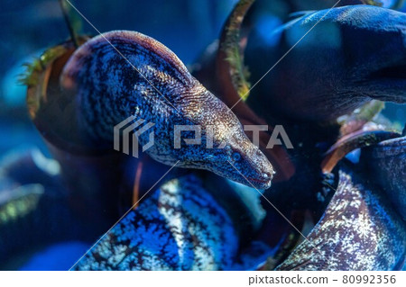 Moray eel in the aquarium Moray eel in the aquarium 80992356