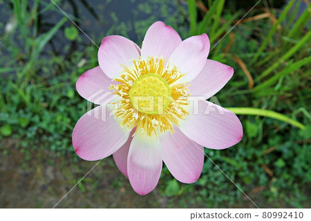 Lotus 80992410