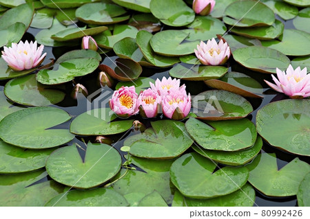 Lotus Lotus 80992426