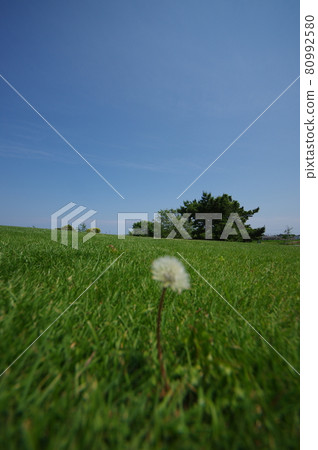 One fluffy dandelion in the field 80992580