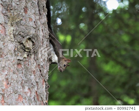 Ezolith Ezolith 80992741