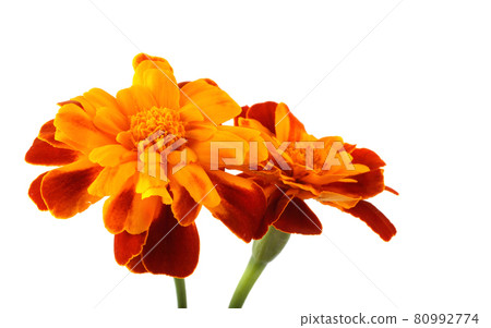 Growing marigolds isolated on white 80992774