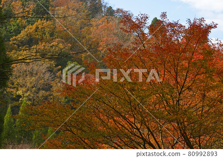 [Kototaki and autumn leaves, Kyoto Prefecture] Autumn landscape, Kyotanba-cho, Funai-gun, Kyoto Prefecture Autumn image 80992893