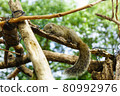 Taiwan squirrel 80992976