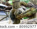 Taiwan squirrel 80992977