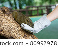 Taiwan squirrel 80992978