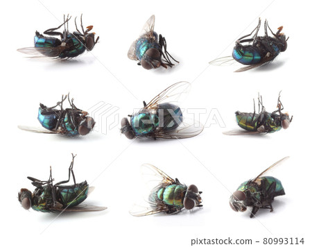 Dead flies isolated on white (Lucilia caesar) 80993114