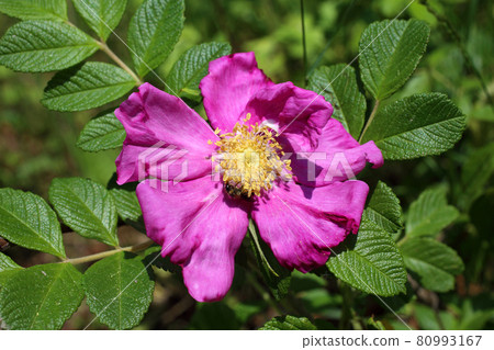 Dog rose flower (Rosa rugosa, beach rose, Japanese rose) Dog rose flower (Rosa rugosa, beach rose, Japanese rose) 80993167