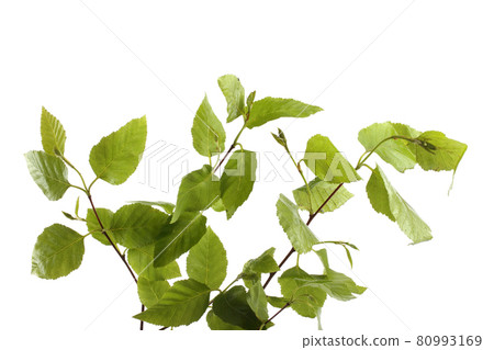 Birch branch with leaves isolated on white 80993169
