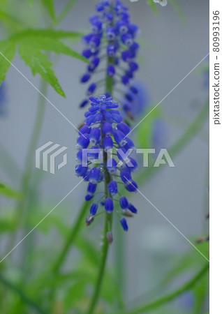 光照亮的美麗的紫色花 80993196