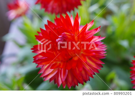 Red thorny petal flowers Red thorny petal flowers 80993201