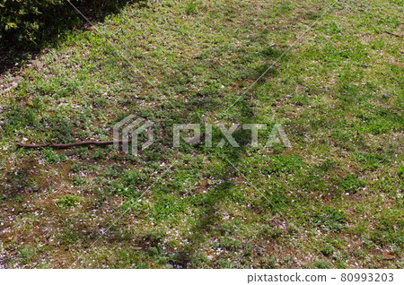 A small cute sparrow in the shade of a tree 80993203