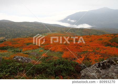 Mitsuishiyama autumn leaves Mitsuishiyama autumn leaves 80993270