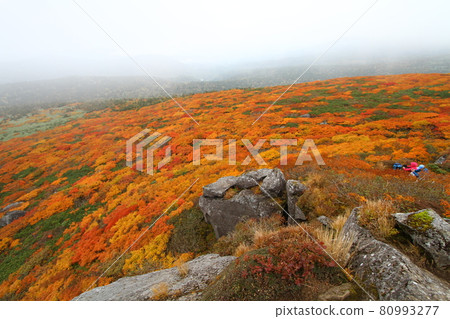 Mitsuishiyama autumn leaves Mitsuishiyama autumn leaves 80993277