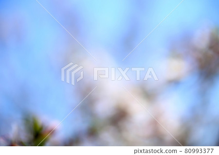 Nanking cherry blossom and blue sky. Unfocused bokeh background Nanking cherry blossom and blue sky. Unfocused bokeh background 80993377